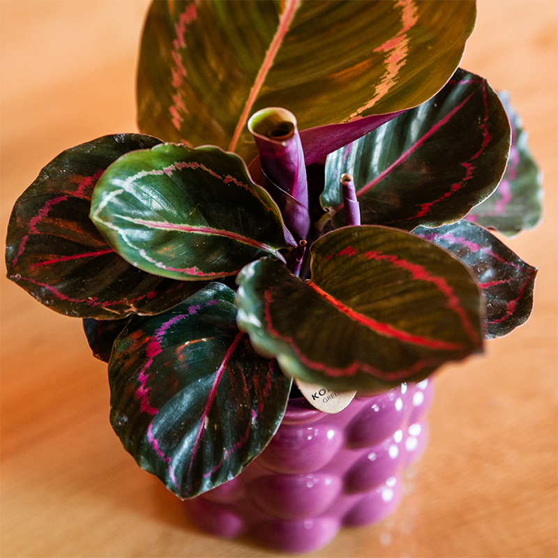 Kolibri Home | Cotton Shine sierpot - Purple - Ø9cm