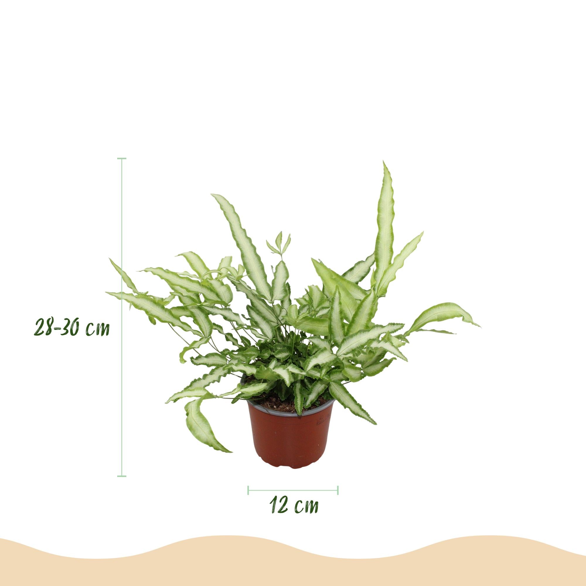 Pteris cretica Albolineata - Lintvaren - Huisdiervriendelijke Plant - Groen - 1 Plant - Pot 12cm - Hoogte 20cm