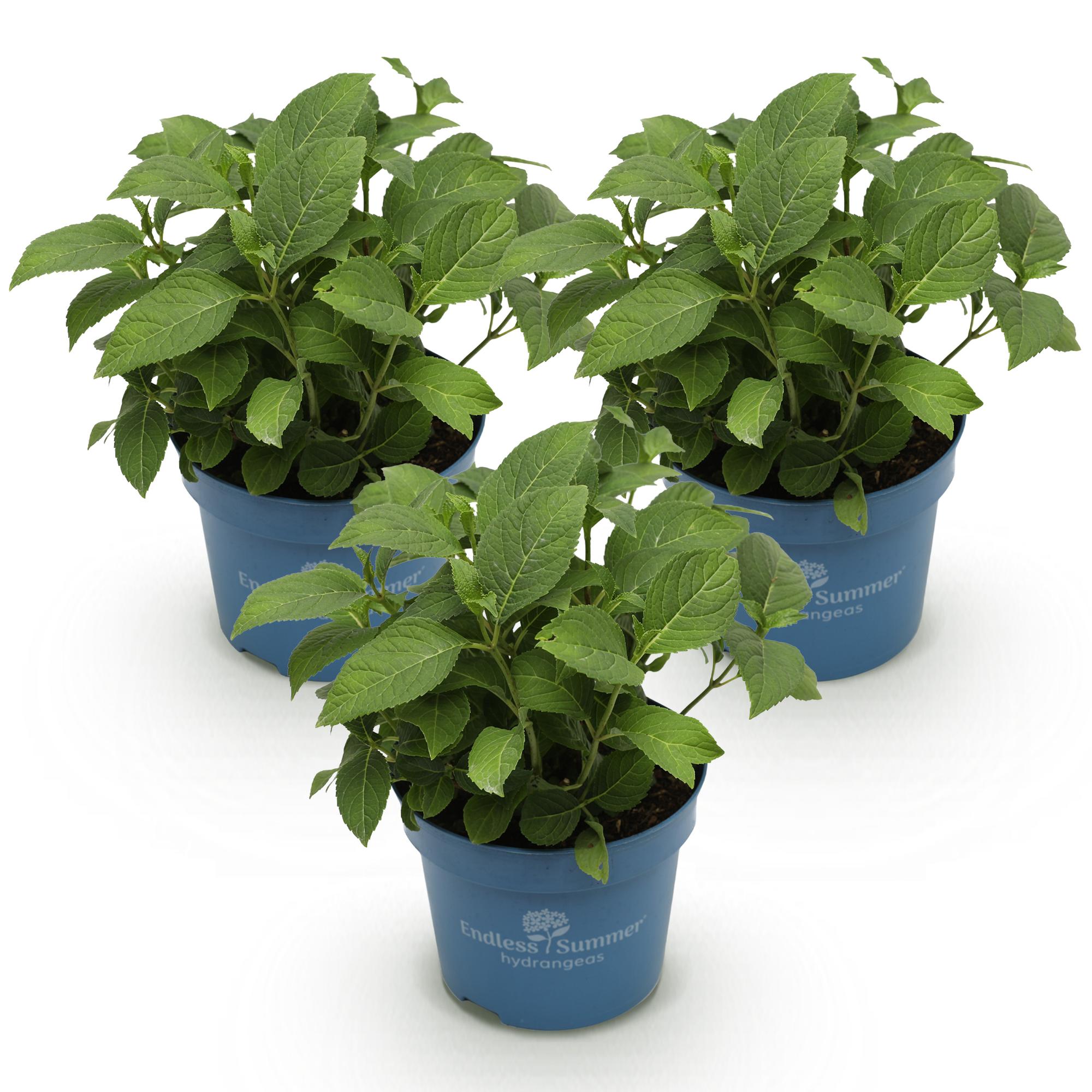 Hydrangea Endless Summer Blue - Pink - White - Hortensia - Winterhard - Blauw - Roze - Wit - 3 Planten - Pot 14cm - Hoogte 20-25cm