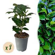 Prunus laurocerasus Novita - blad groen - 8 planten - 1 strekkende meter - groenblijvend - pot 9cm hoogte 30-35cm
