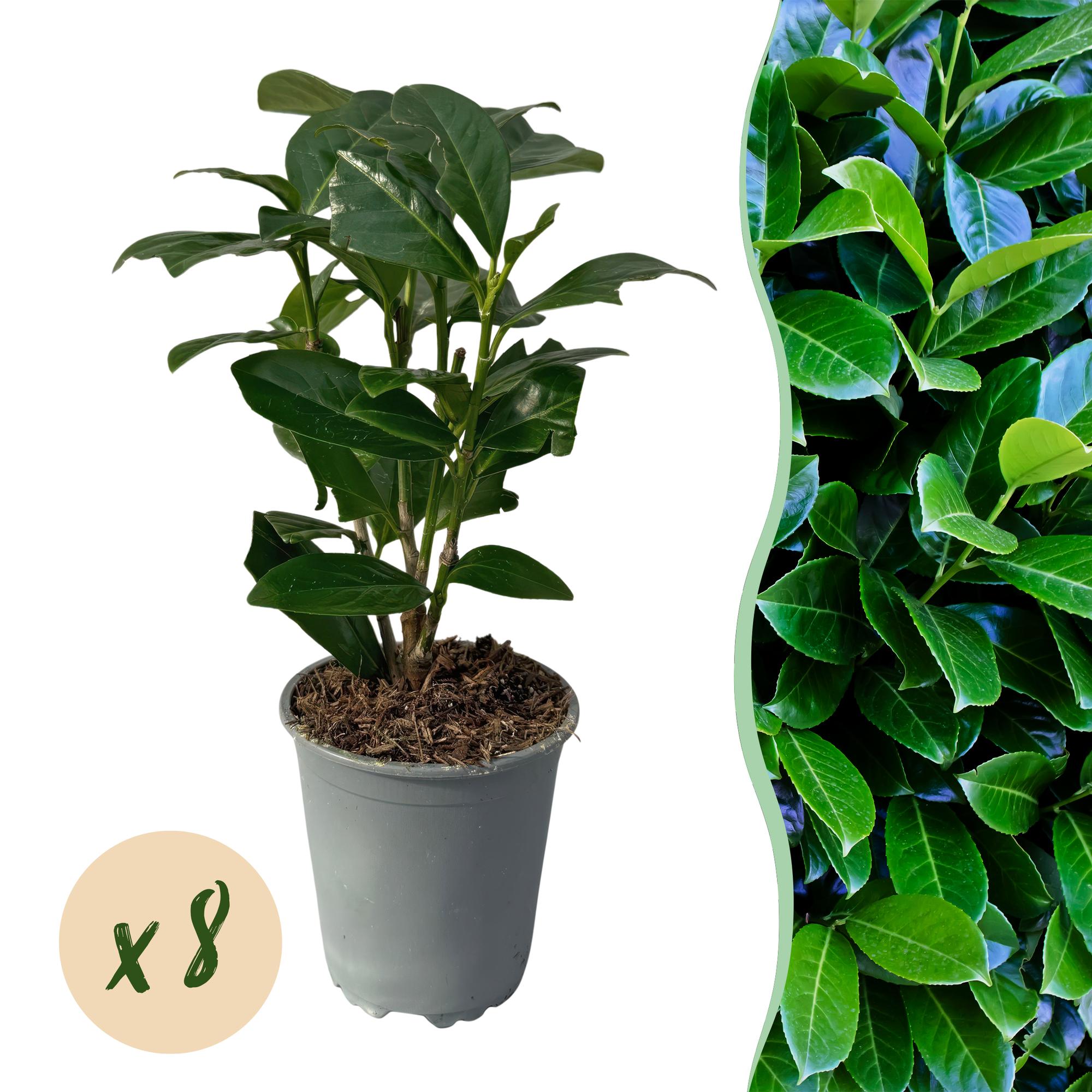 Prunus laurocerasus Novita - blad groen - 8 planten - 1 strekkende meter - groenblijvend - pot 9cm hoogte 30-35cm