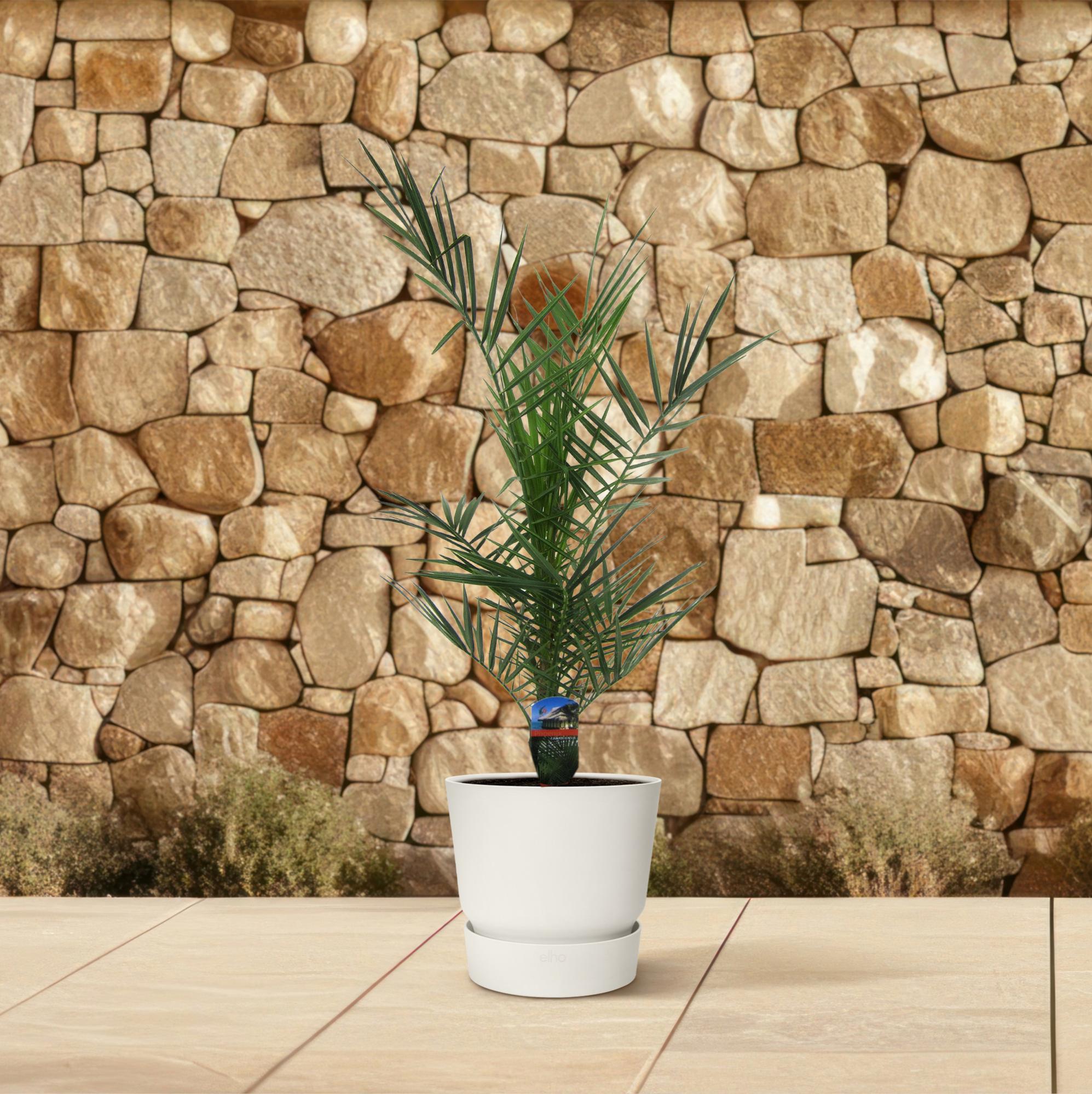 Phoenix Canariensis – 80 cm – Ø14 cm
