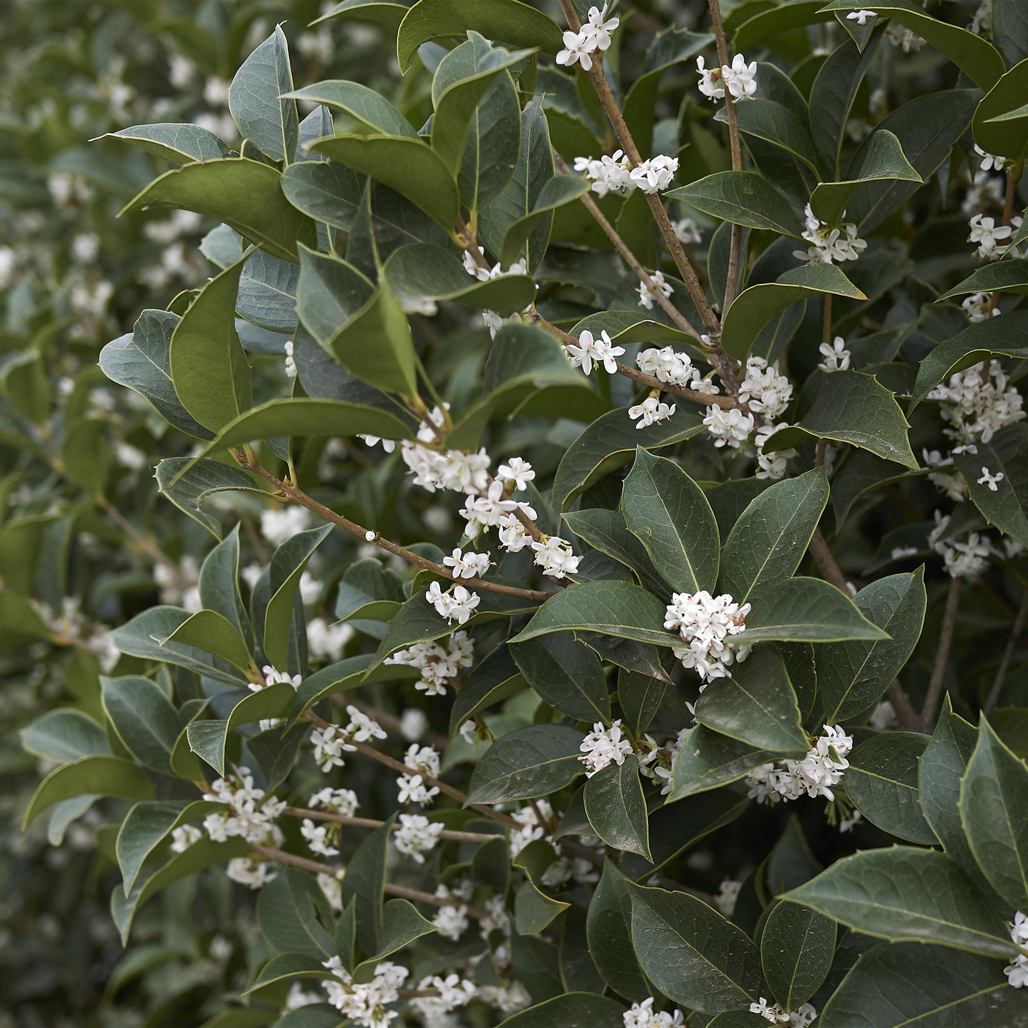 Osmathus burkwoodii - blad groen - 8 planten - 1 strekkende meter - groenblijvend - pot 9cm hoogte 25-30cm