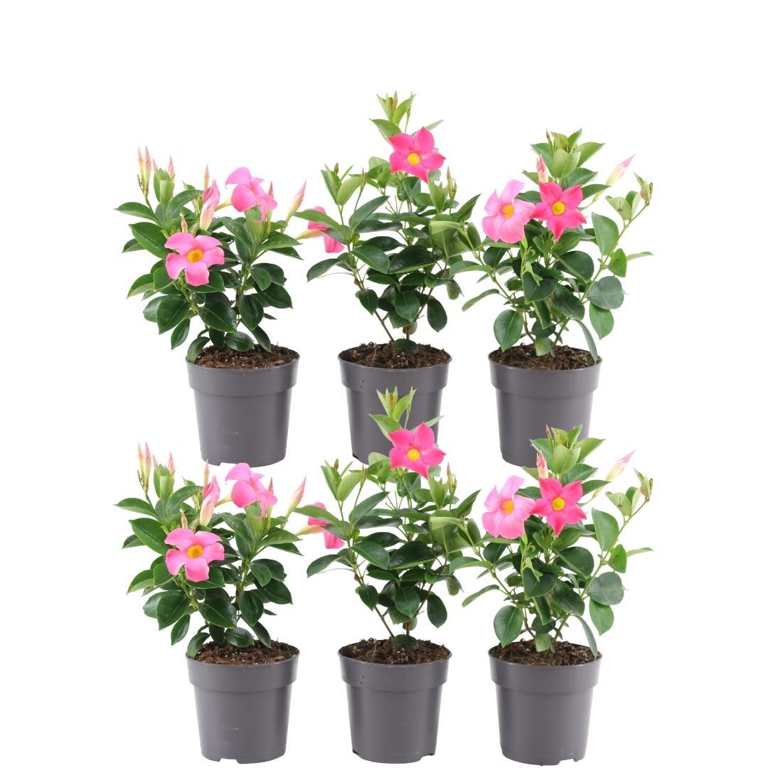 Dipladenia Pink - Mandevilla Pink 6x Ø12 cm - ↕25 cm