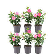 Dipladenia Pink - Mandevilla Pink 6x Ø12 cm - ↕25 cm
