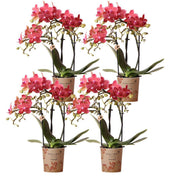 Kolibri Orchideen | Kombiangebot: 4 orangefarbene Phalaenopsis-Orchideen (Kongo) – Topfgröße Ø 9 cm | Blühende Zimmerpflanze – frisch vom Züchter