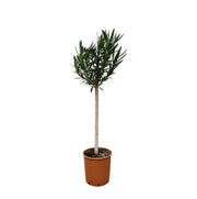 Nerium Oleander op stam met roze bloem - 170cm - Ø30