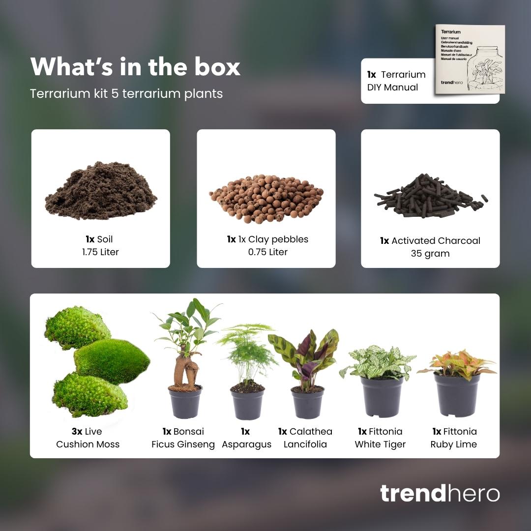Plant terrarium package - 5 plants - Refill & Starter package - DIY