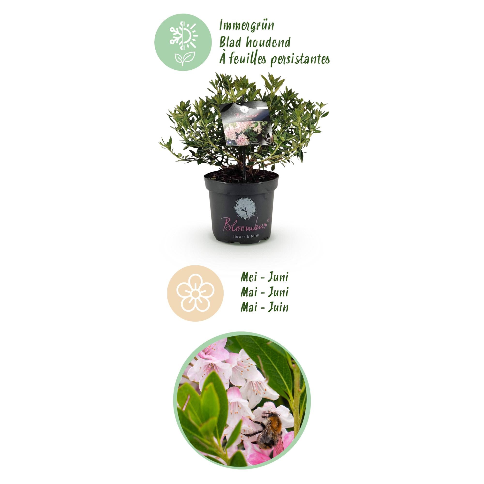 Dwerg Rhododendron - Rhododendron Bloombux Light Pink - Bloeiende Buxus - Weinig Onderhoud - Licht Roze Bloem - 1 Plant - Pot 23cm - Hoogte 45-55cm
