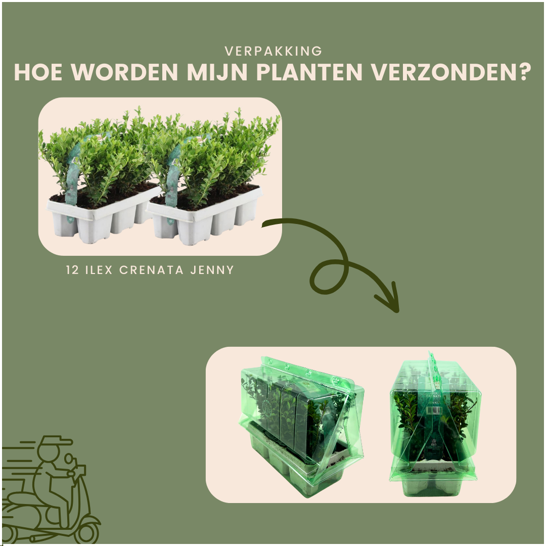 Ilex crenata 'Jenny' - 12 x Ø7 cm - ↕15 cm - 6 pack
