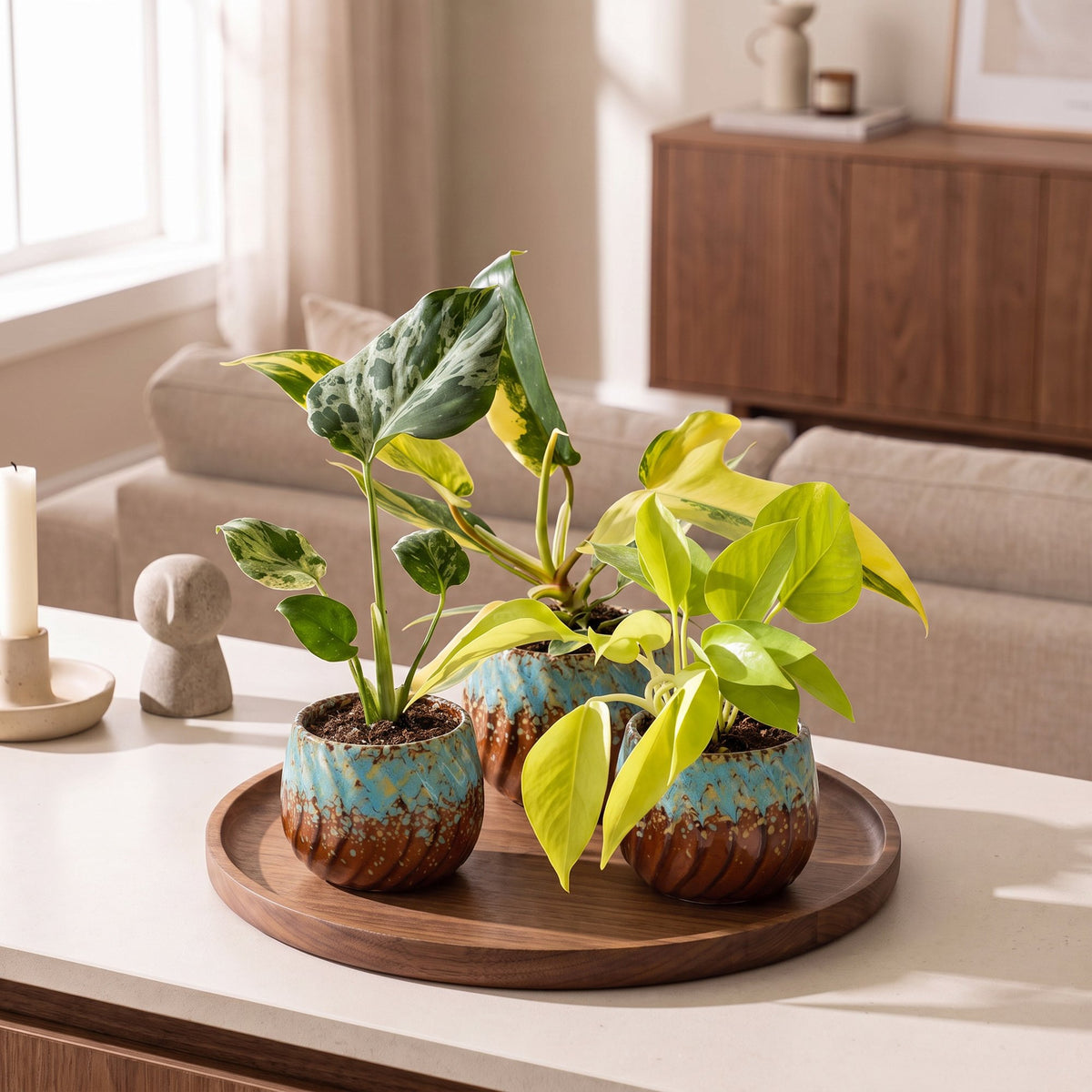 Baby Planten Tropical Mix - Diversen 3x - Tropisch - incl. Copper Reef - Ø6cm - ↕10-15cm