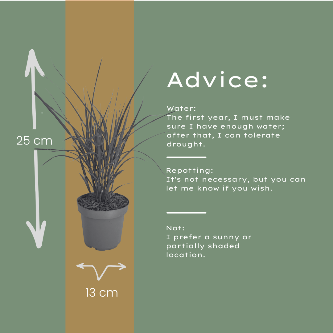 3x Miscanthus sinensis ‘Zebrinus’ – Opvallend zebragras met decoratief gestreept blad | Potmaat 12 cm
