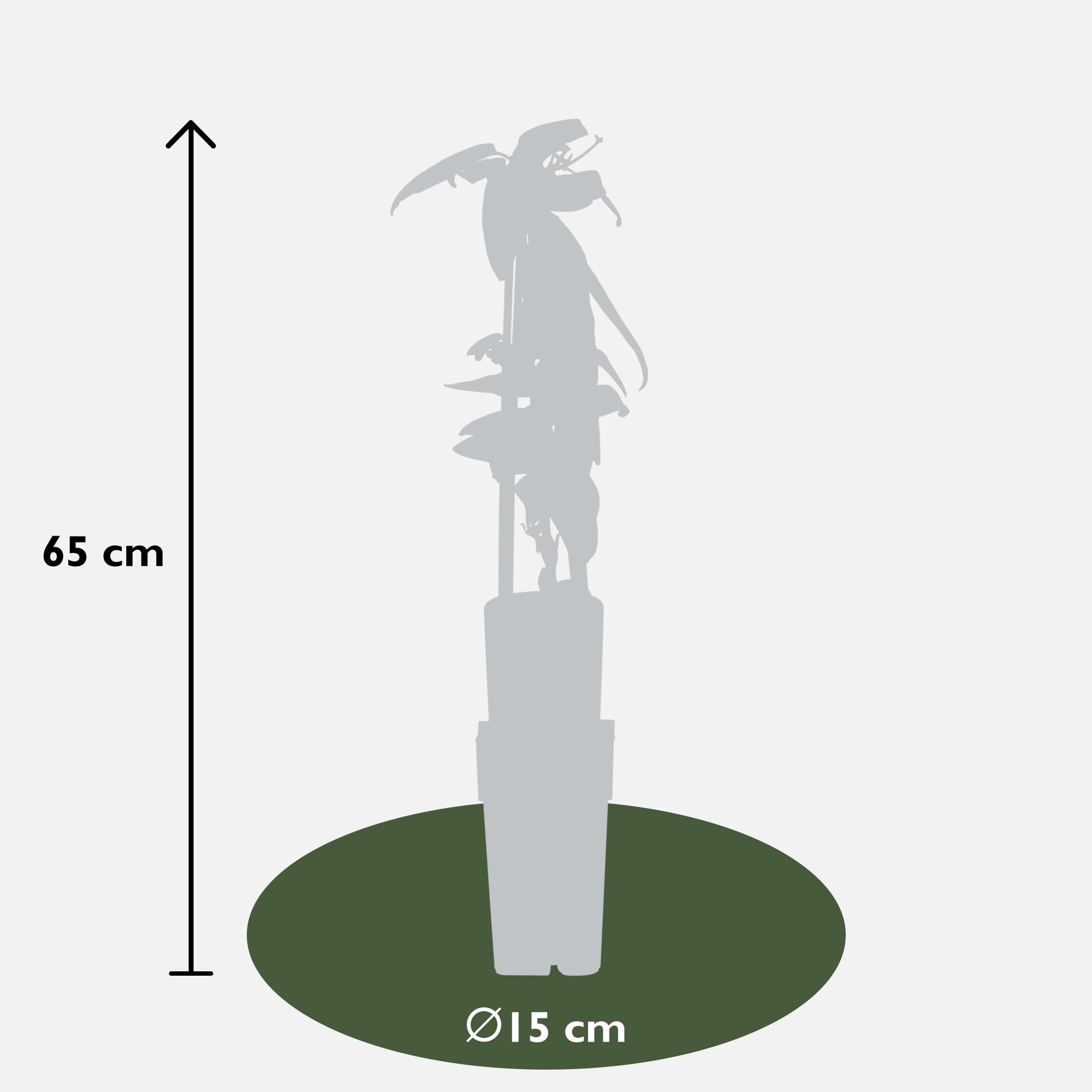 Clématite armandii - Clématite persistante blanche - Ø15cm - ↕65cm