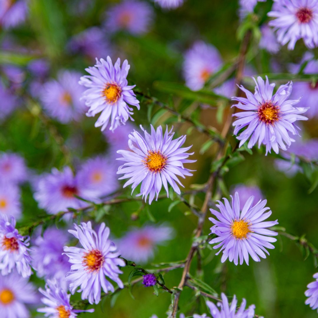 12x Aster frikartii 'Monch' - ↕10-25cm - Ø9cm
