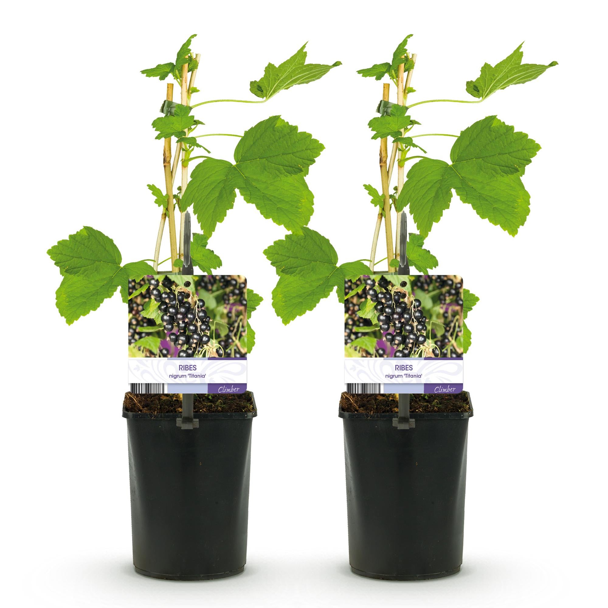 Green boutiQ - Pianta da frutto - Ribes nero - Ribes nigrum Titania - Ribes nero - 2 piante - Vaso 11cm Altezza 40cm