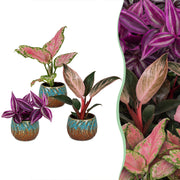 Baby Planten Paradise Mix - Diversen 3x - Tropisch - incl. Copper Reef - Ø6cm - ↕10-15cm