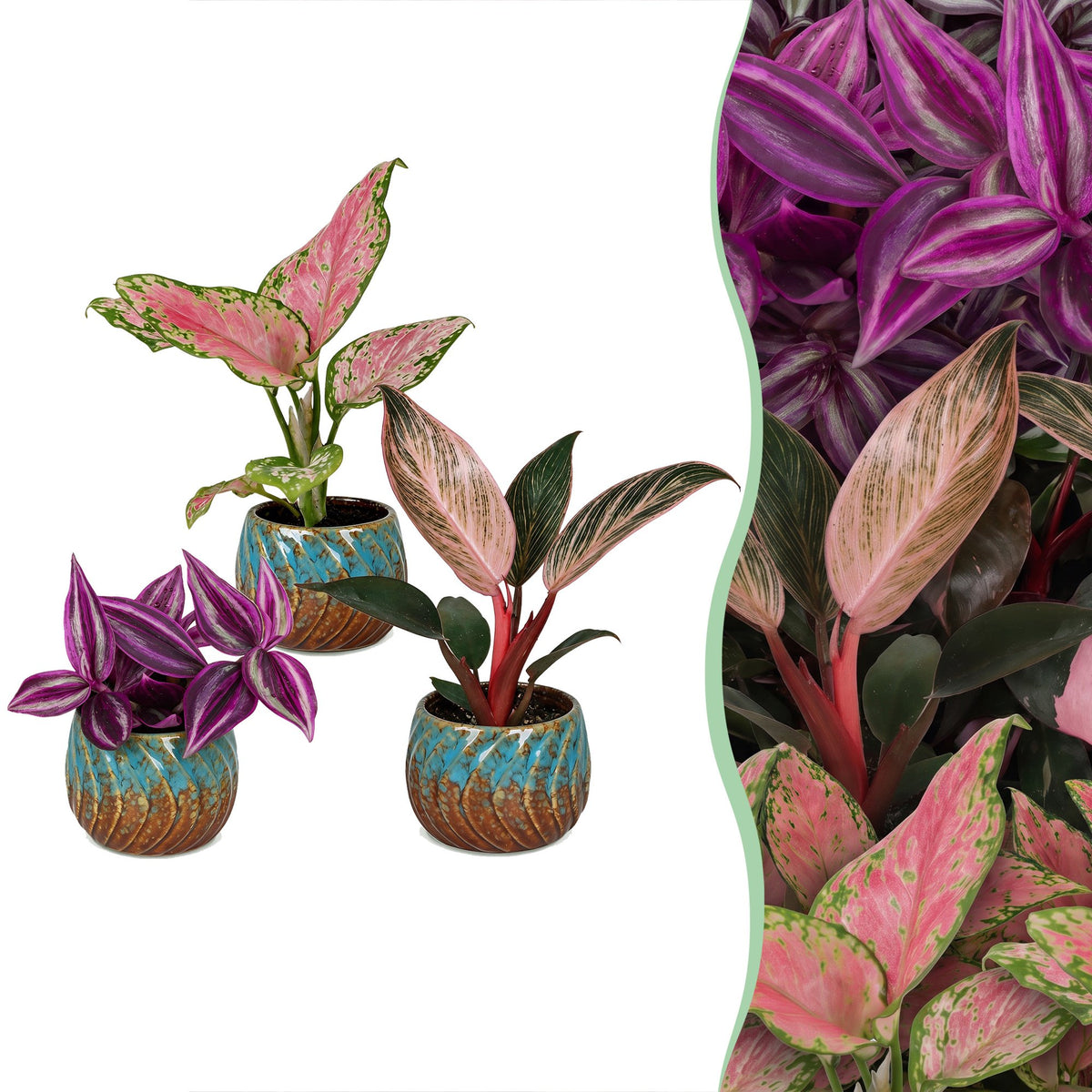 Baby Planten Paradise Mix - Diversen 3x - Tropisch - incl. Copper Reef - Ø6cm - ↕10-15cm