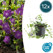 12x Vinca minor 'Atropurpurea', - ↕10-25cm - Ø9cm