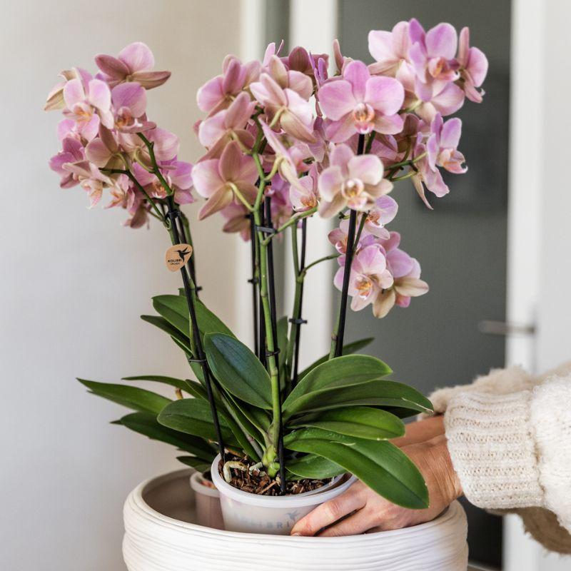 Kolibri Home | Maceta decorativa Como con sistema de riego - 3 x Ø12 cm