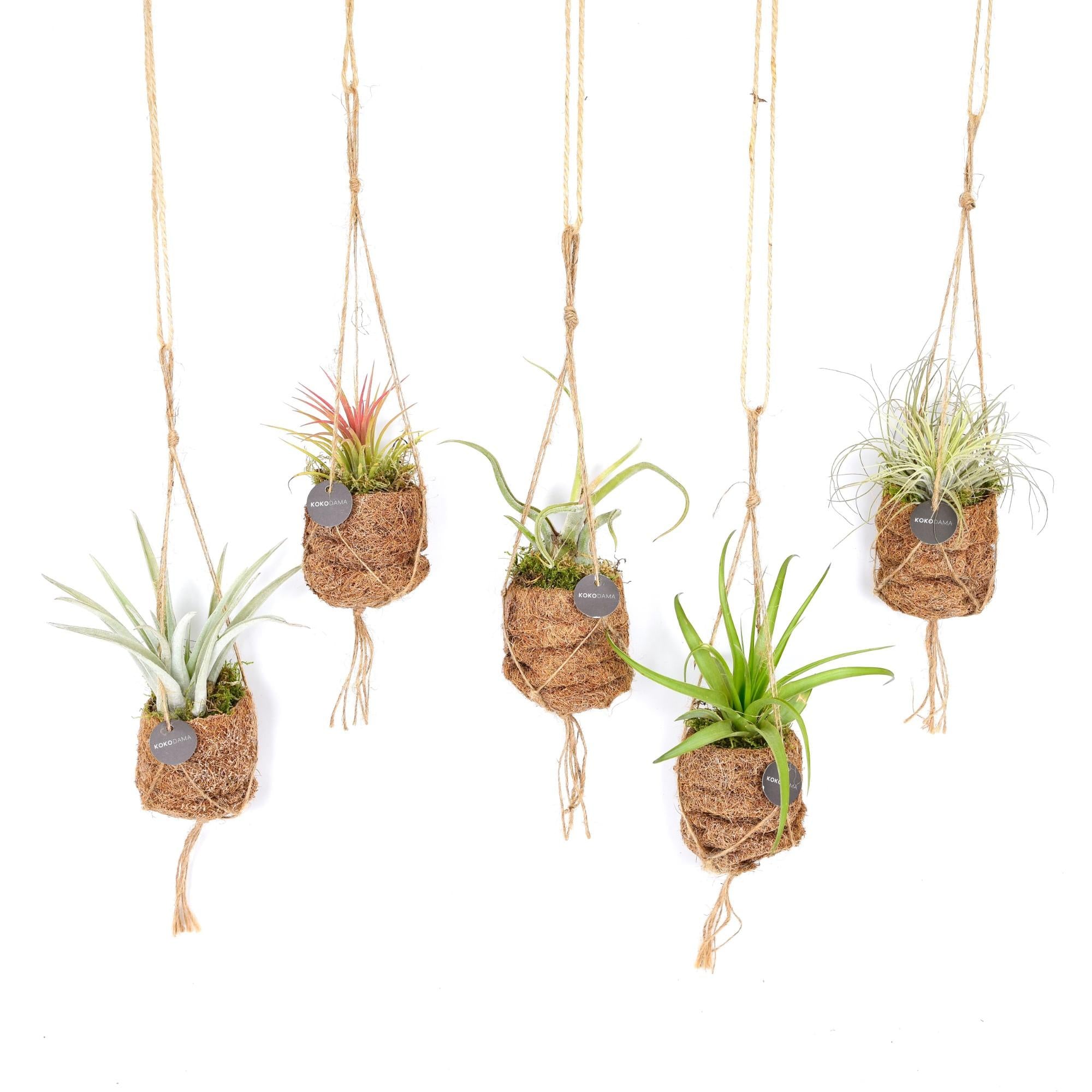 Kokodama Birdnest Tillandsia Mix - 8 pezzi - Ø7cm - ↕5cm