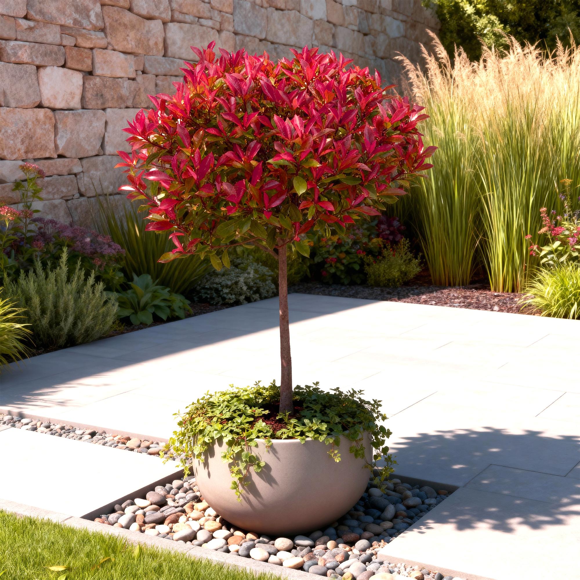 Photinia fraseri Carre Rouge - Terras Plant - Bladhoudend - Winterhard - Groen-Rood Blad - Pot 19cm Hoogte 90cm