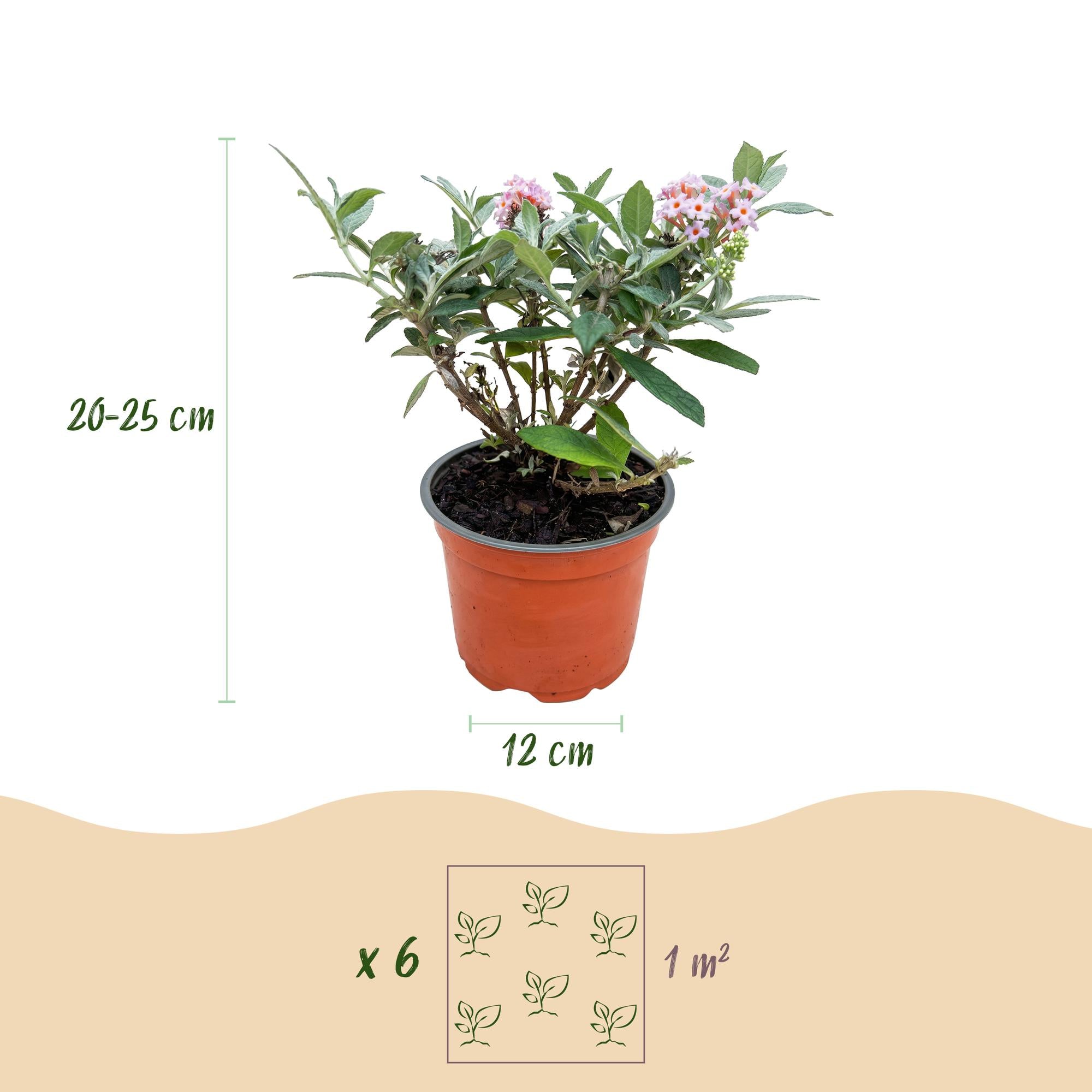 Buddleja davidii Butterfly Candy Little Pink - Vlinderstruik - Compact - Roze - 3 Planten - Pot 12cm - Hoogte 20-25cm