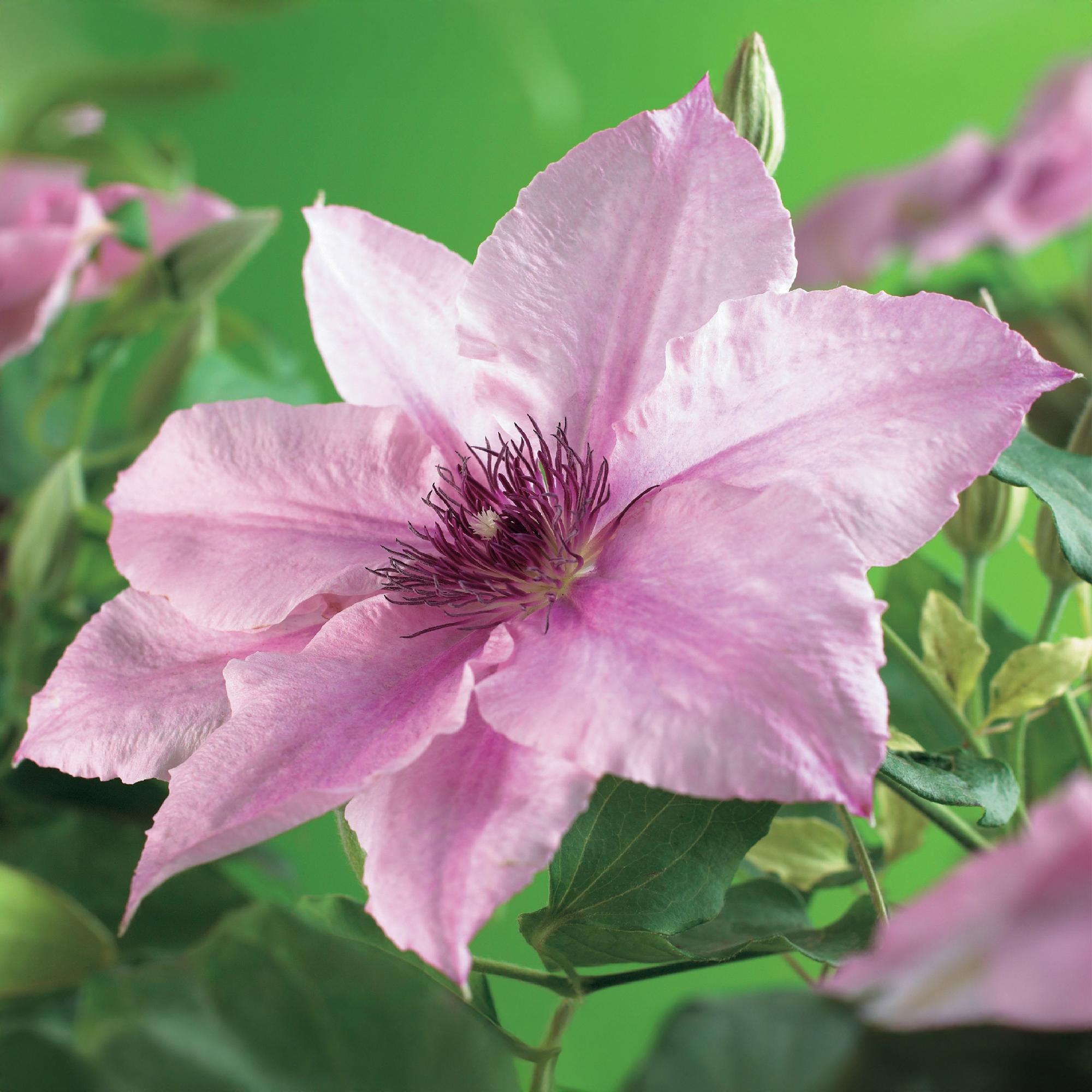 Clematis Pink Fantasy - Bloem Roze - Weinig onderhoud -2 planten -  Pot 11cm Hoogte 40cm