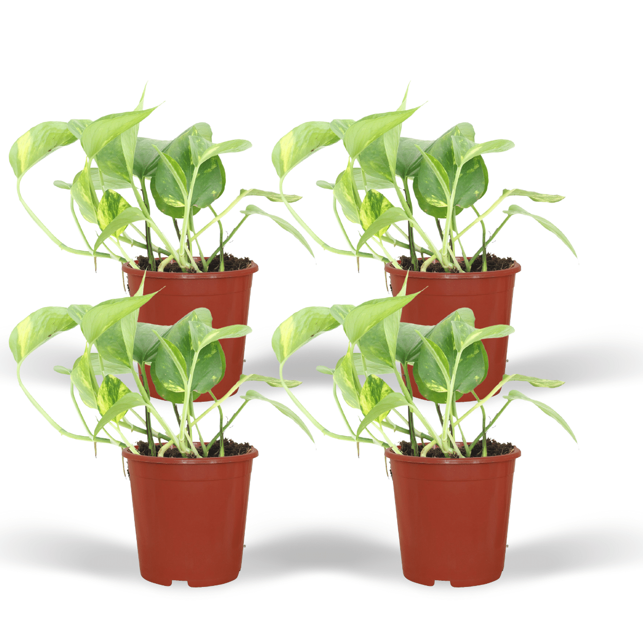 Epipremnum Aureum (Scindapsus) - 4 pezzi - Ø12cm - ↕20cm