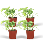 Epipremnum Aureum (Scindapsus) - 4 pezzi - Ø12cm - ↕20cm