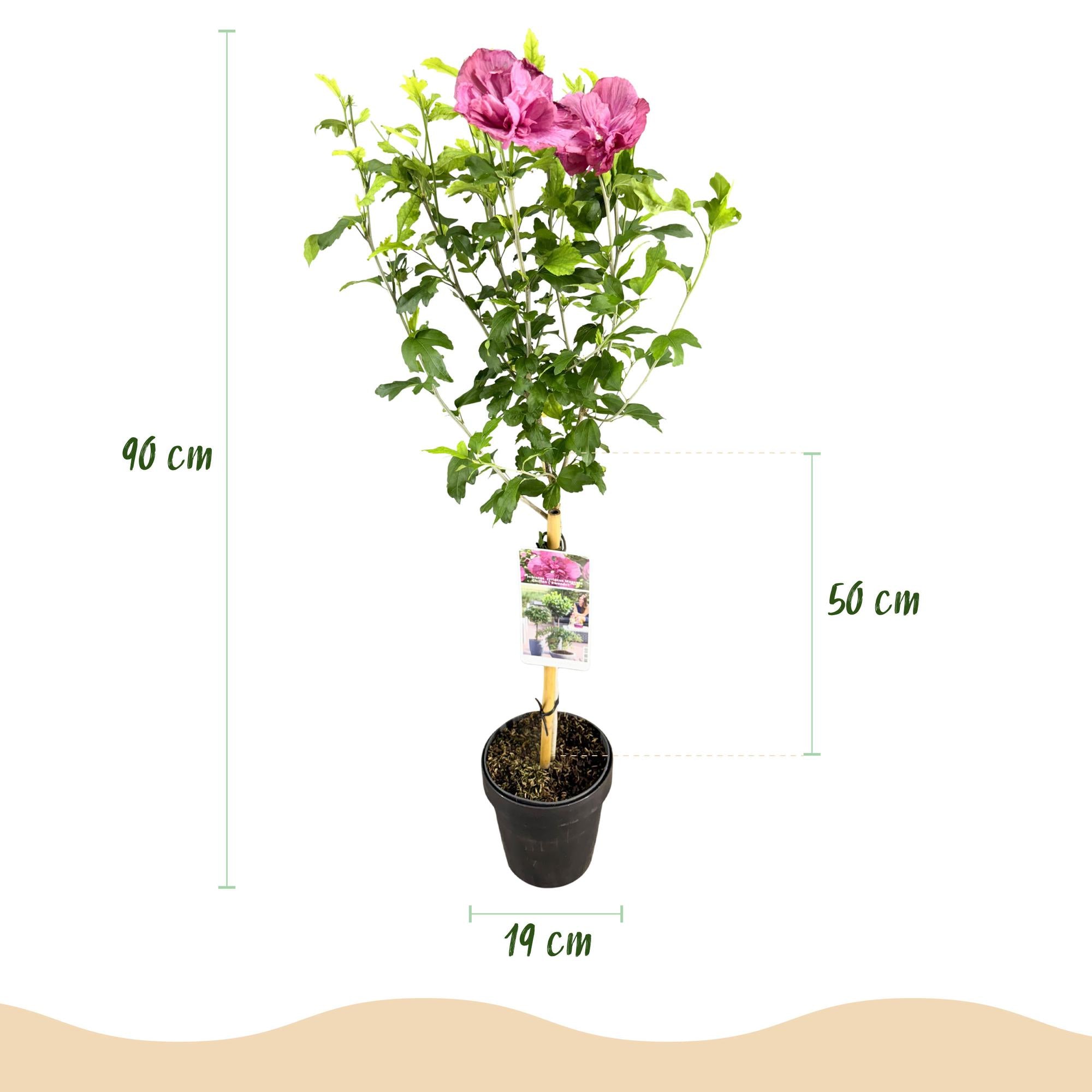 Hibiscus syriacus Magenta Chiffon® - Terras Plant - Bladverliezend - Winterhard - Roze Bloem - Pot 19cm Hoogte 90cm