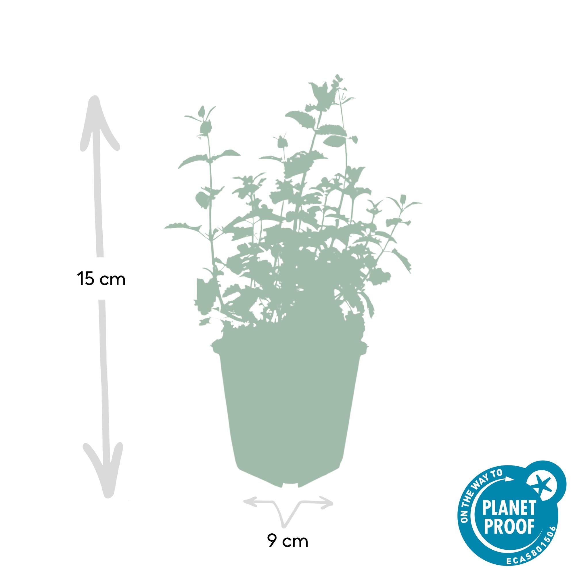 24x Nepeta 'Gigante de las Seis Colinas' - ↕10-25cm - Ø9cm