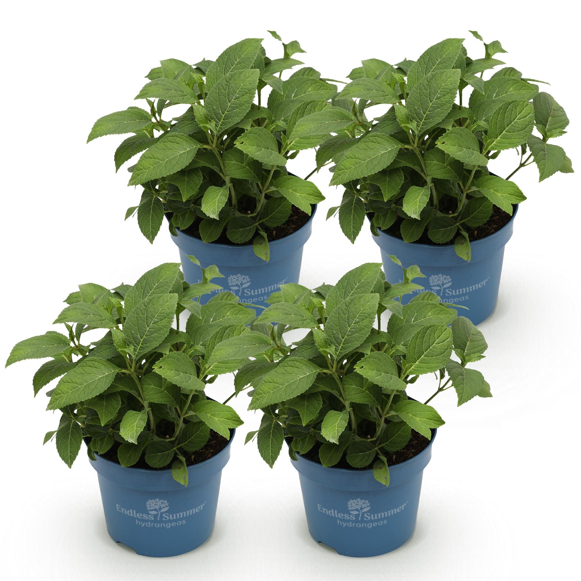 Hydrangea Endles Summer Summer Love Red - Hortensia - Winterhard - Rood - 4 Planten - Pot 14cm - Hoogte 20-25cm