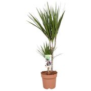 Dracaena Marginata 30-15 - Altezza 75-85 - Ø17cm - ↕75cm