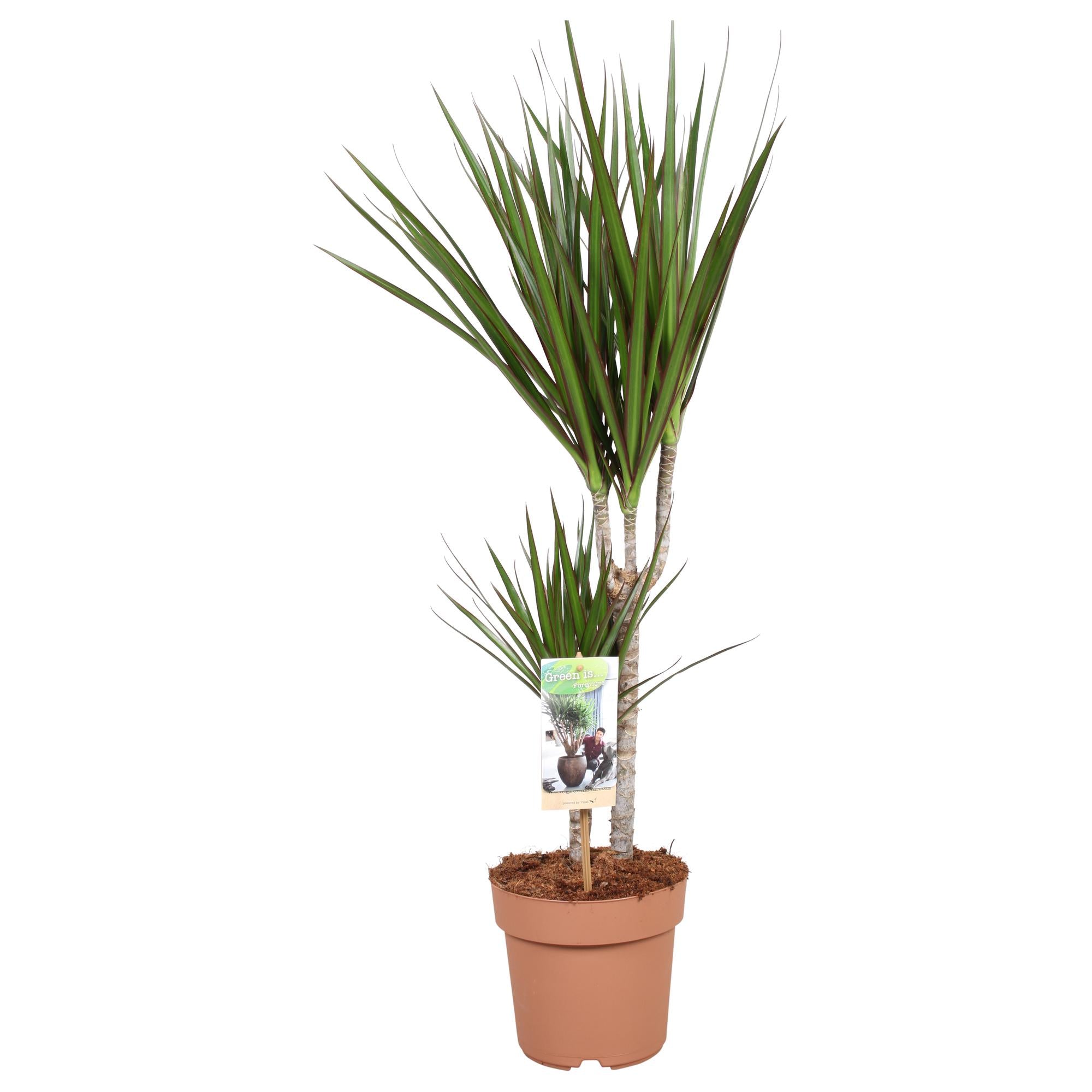 Dracaena Marginata 30-15 - Altezza 75-85 - Ø17cm - ↕75cm