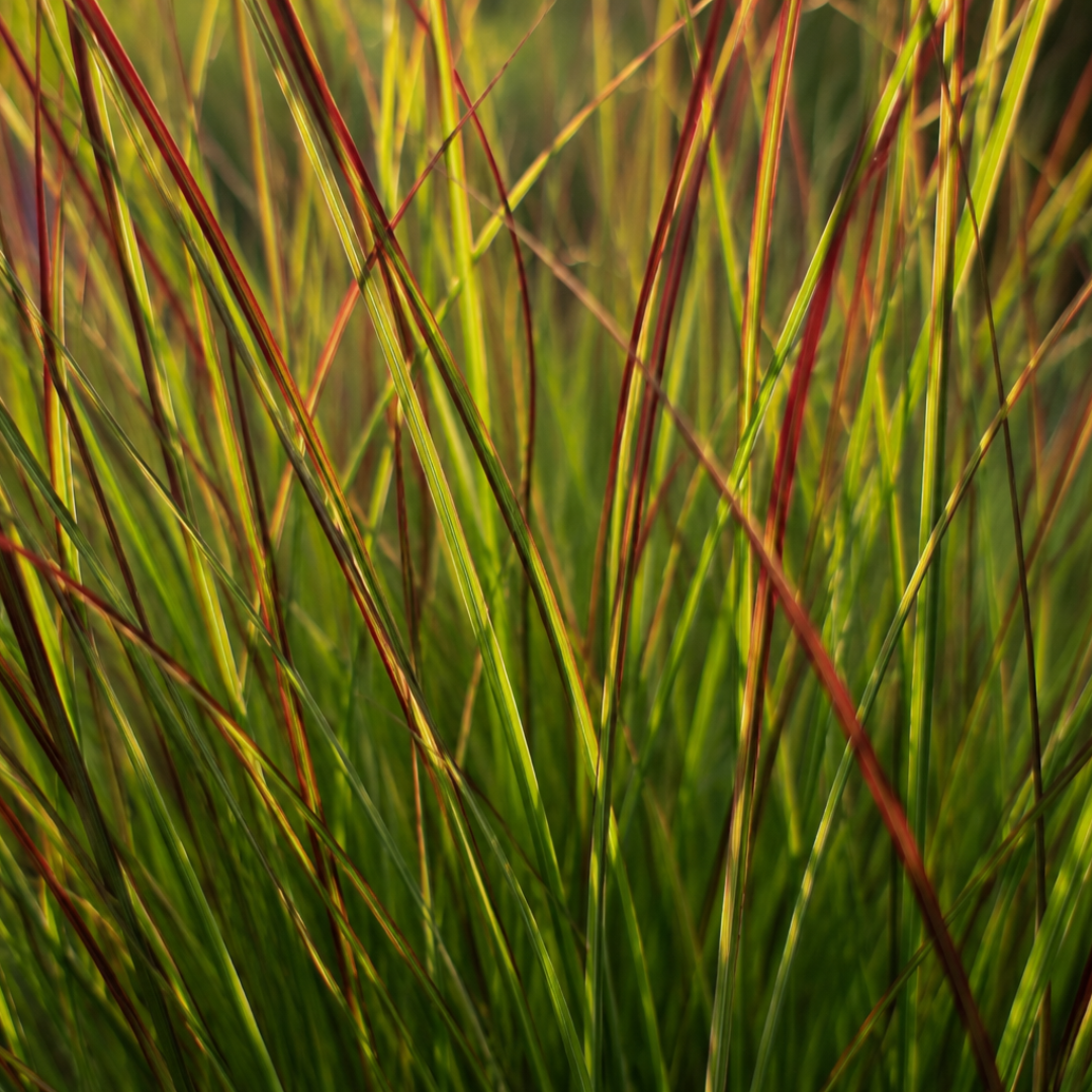 6x Panicum virgatum ‘Rotstrahlbusch’ – Siergras met warme herfstkleuren | Potmaat 12 cm