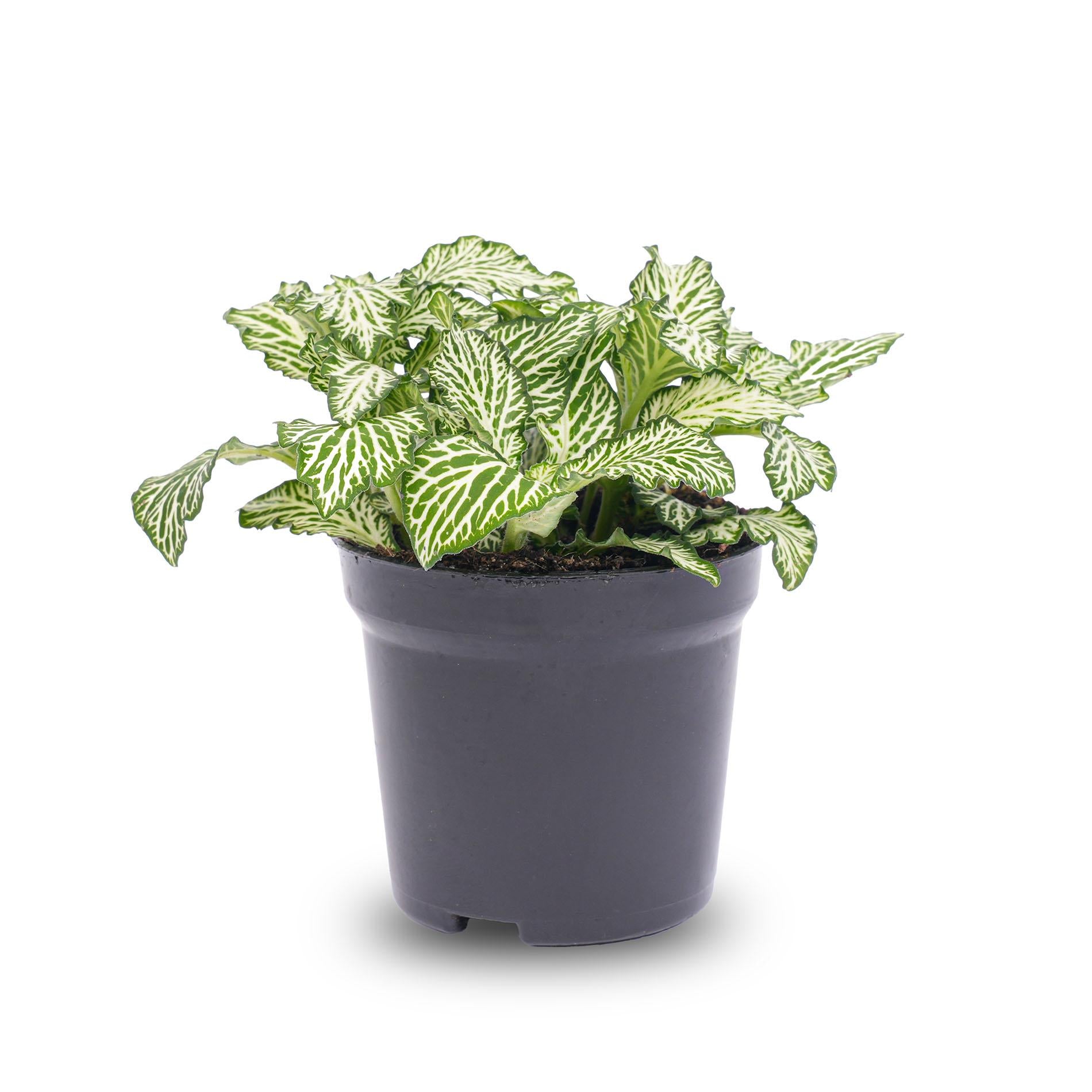 Fittonia White - White Tiger - Plante mosaïque - Plante pour terrarium - Pot de 8 pouces