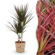 Dracaena Magenta - Drakenbloedboom - Weinig onderhoud - met mand - Groen - 1 Plant - Pot 17cm - Hoogte 70-80cm