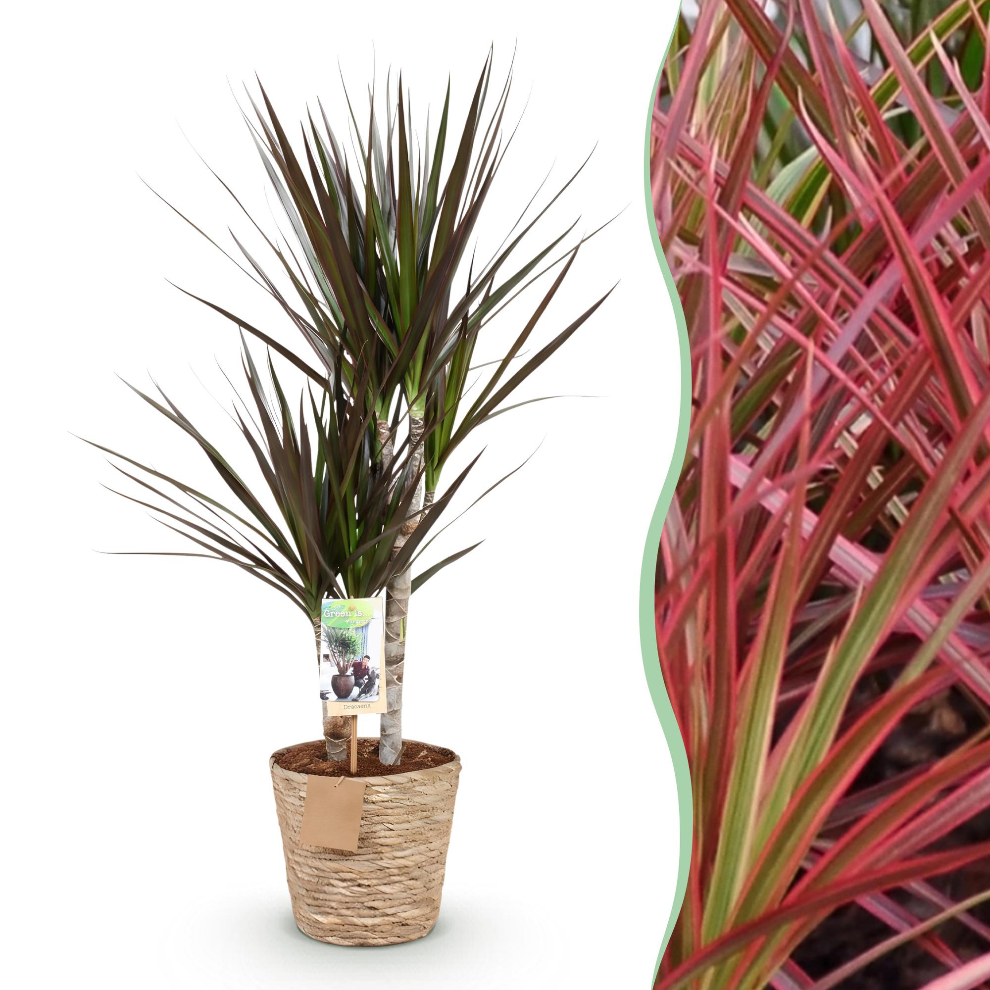 Dracaena Magenta - Drakenbloedboom - Weinig onderhoud - met mand - Groen - 1 Plant - Pot 17cm - Hoogte 70-80cm