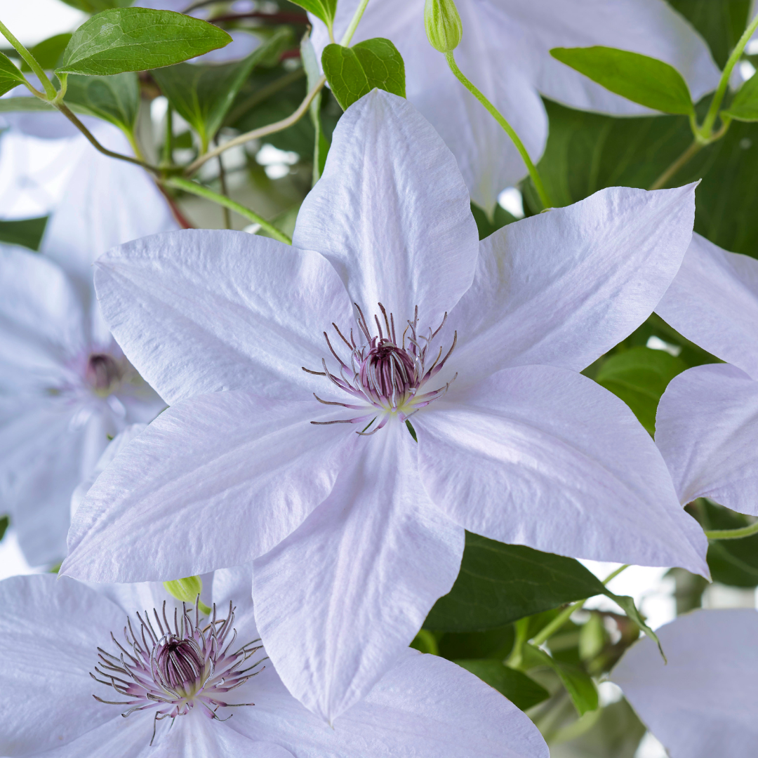Clematis Double Up Barnadine + Masa 23cm