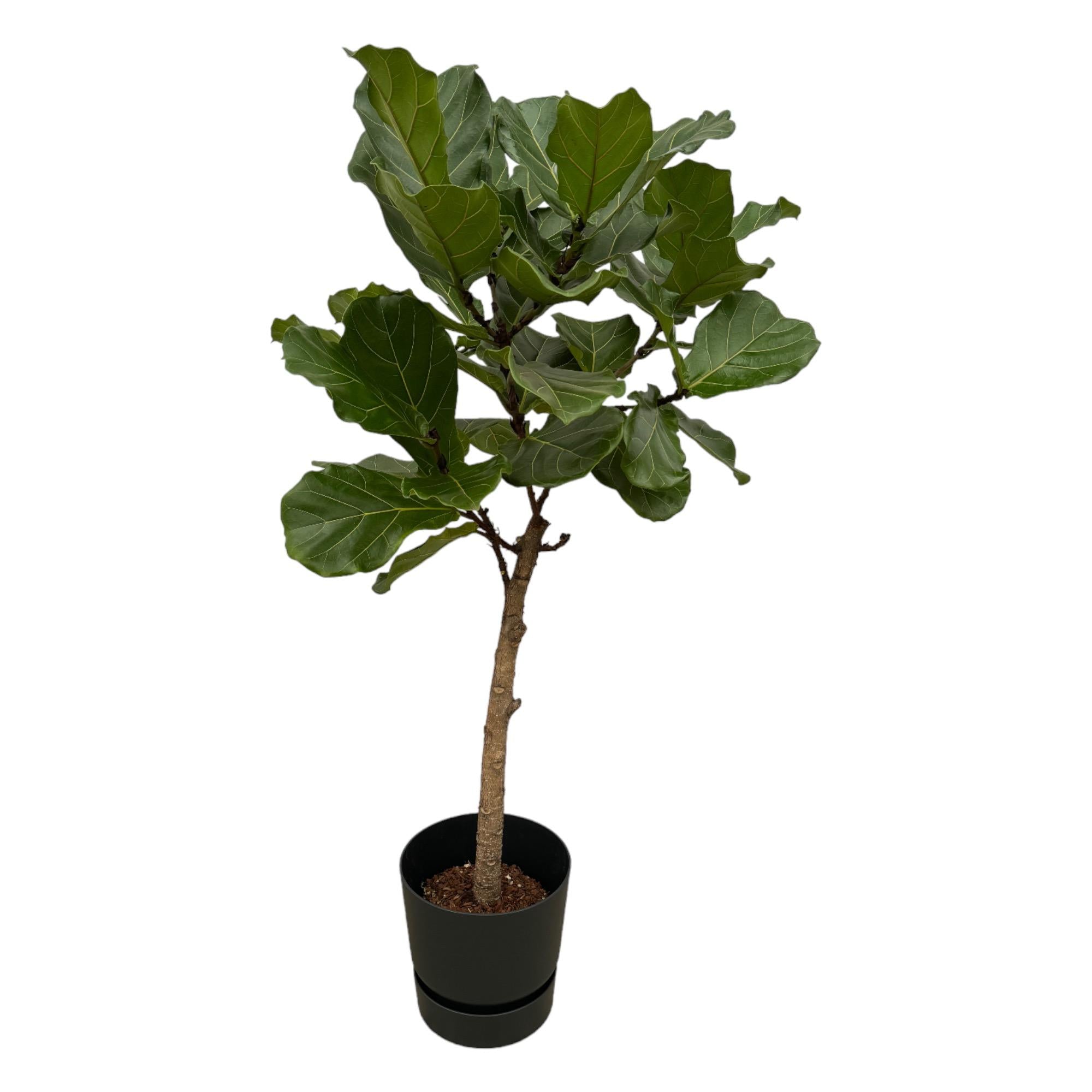 Ficus Lyrata Stamm einschließlich elho Greenville Round schwarz - 160 cm - Ø30