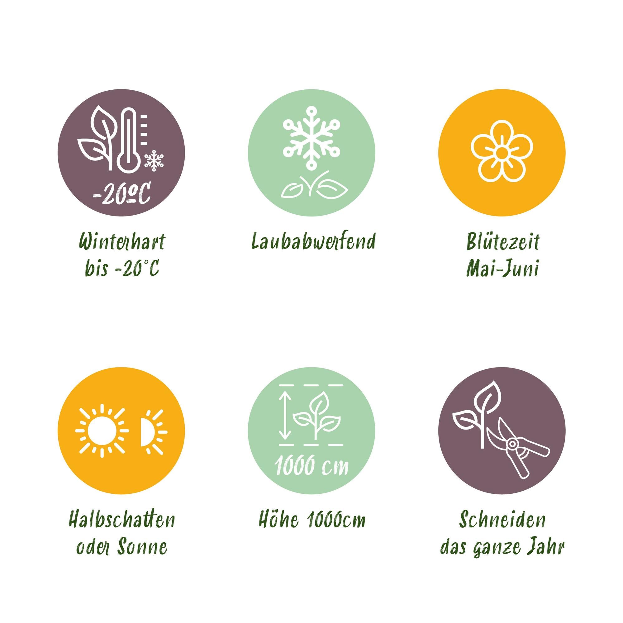 Green boutiQ – Wilde Weinrebe – Parthenocissus engelmannii – Blattgrün, später rot – Pflegeleicht – 2 Pflanzen – Topf: 11 cm, Höhe: 40 cm