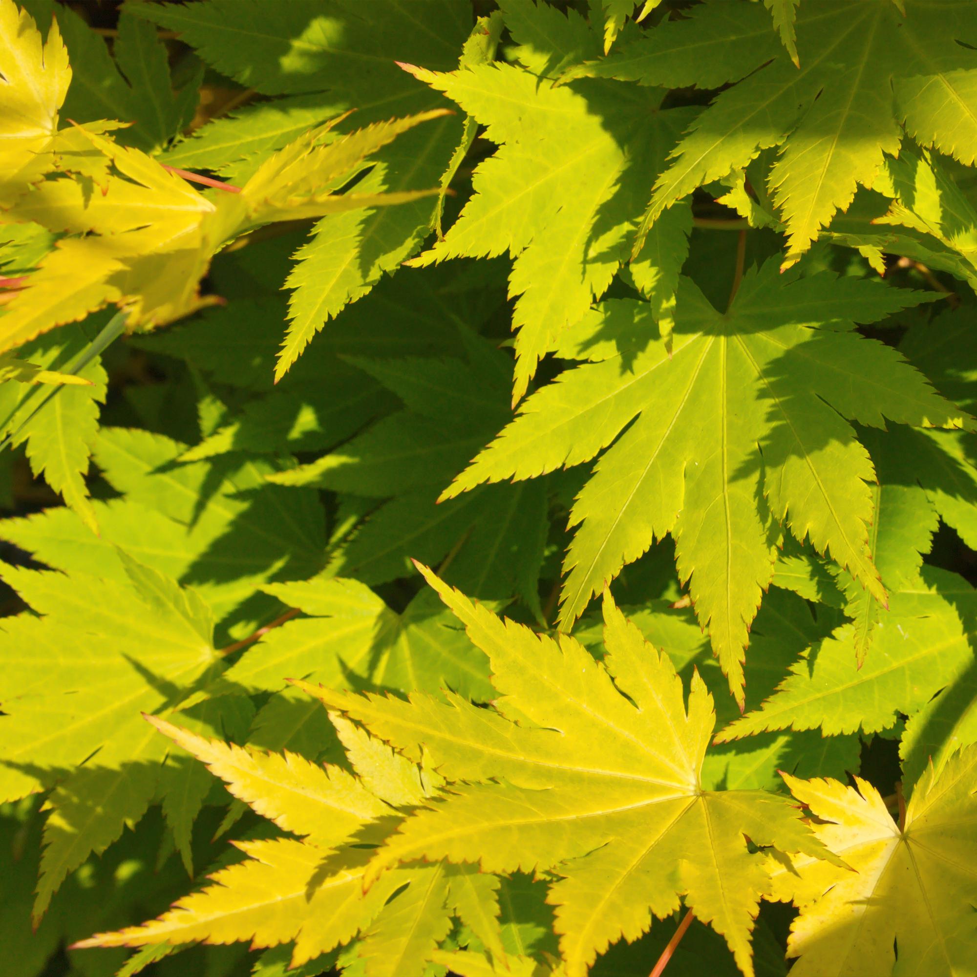 Green boutiQ – Terrassenpflanze – Japanischer Ahorn (Acer palmatum Jordan) – Gelb – 2 Pflanzen – Laubabwerfend – Topf 19 cm, Höhe 70 cm