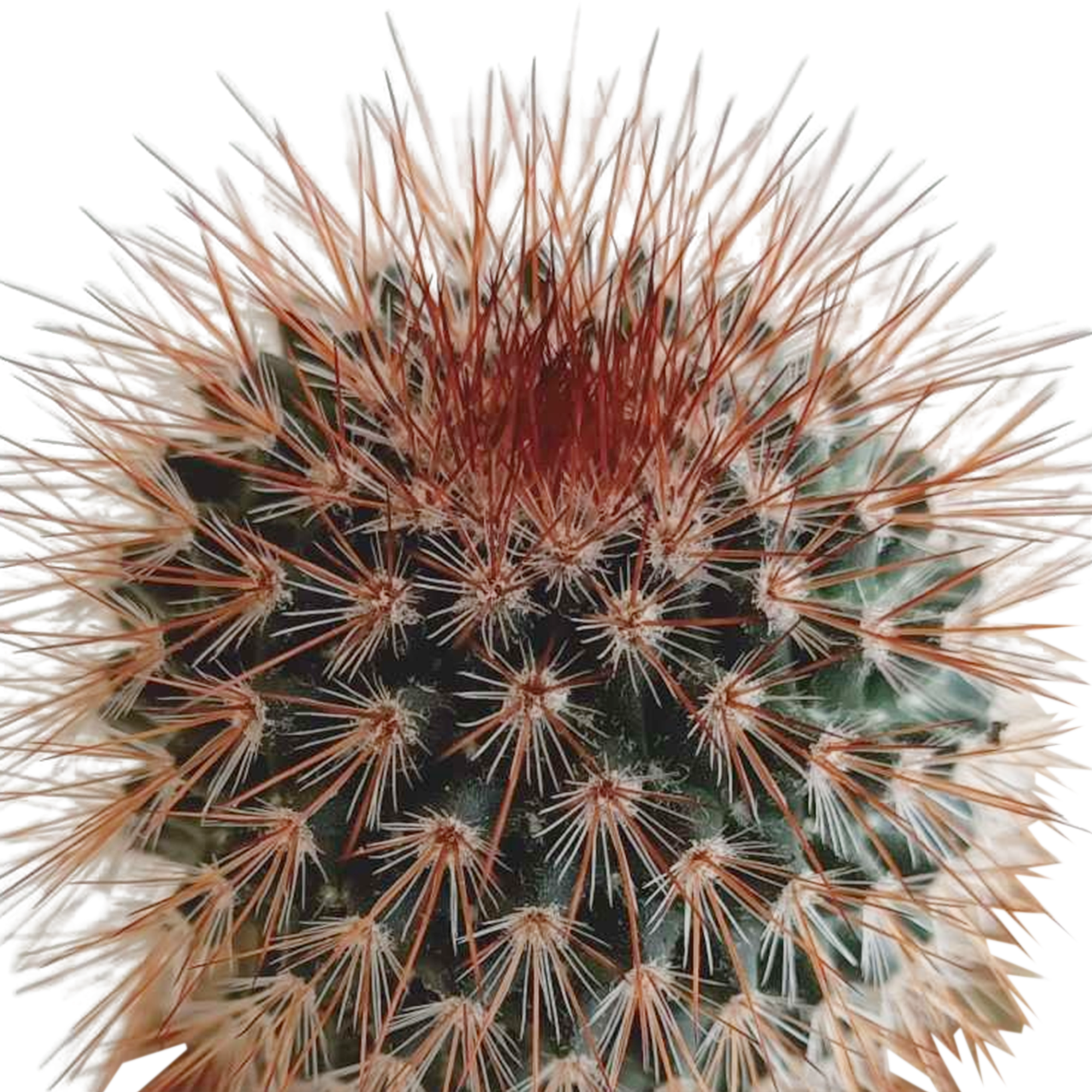 Mélange pour cactus 5,5 cm - 5x - en pot mexicain