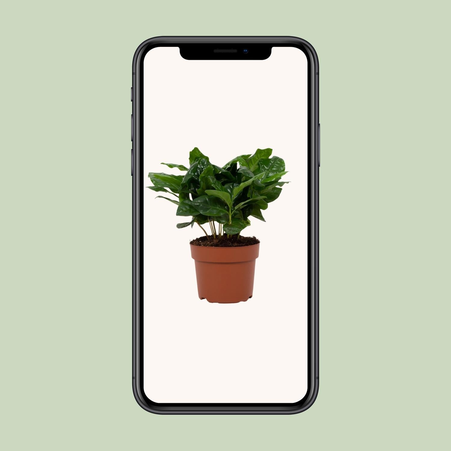 Coffea Arabica 12cm - Ø12cm - ↕22cm