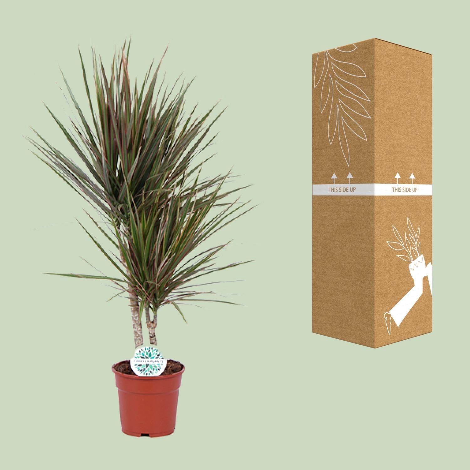 Zweifarbige Dracaena - Ø 17 cm - ↕ 75 cm