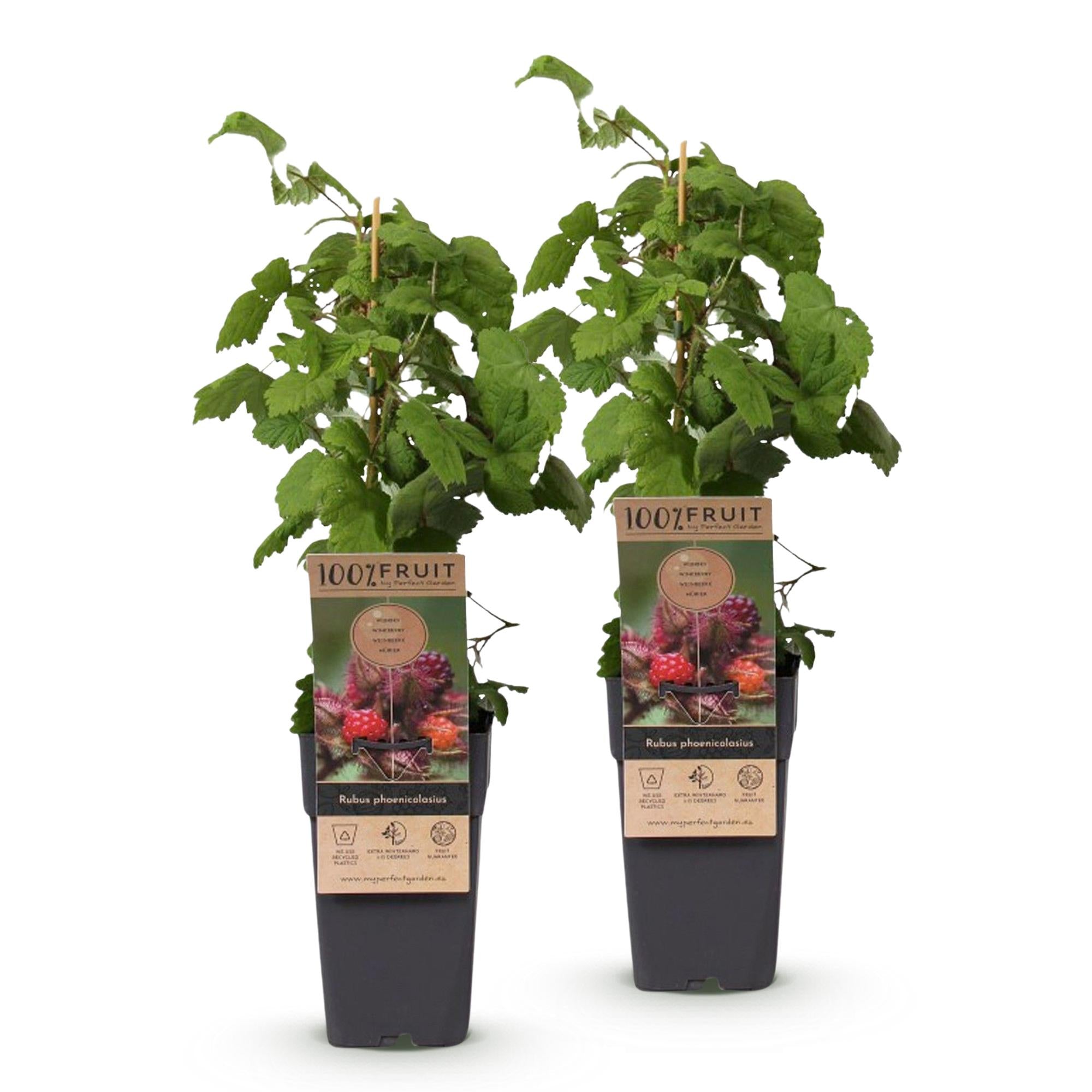 Rubus phoenicolasius - Japanse wijnbes - Winterhard - Fel Rode Framboos - 2 Planten - Pot 15cm - Hoogte 50cm