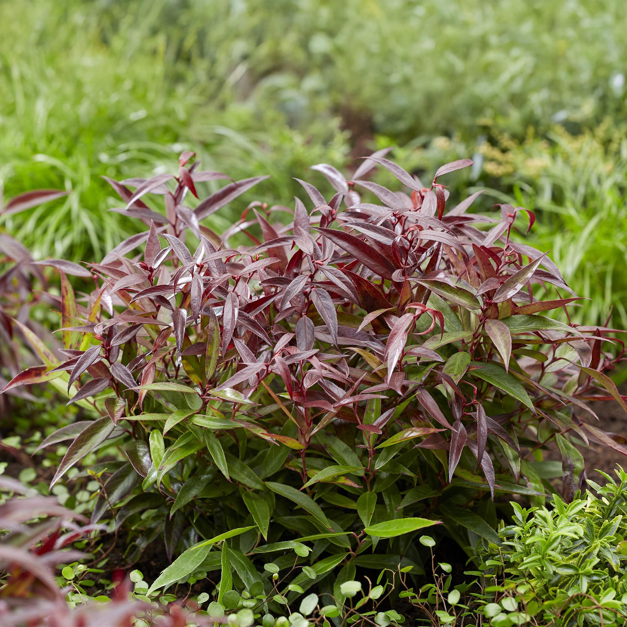 Leucothoe Burning Love - Rood - 1 Plant -  Groenblijvend - Weinig Onderhoud - Pot 17cm Hoogte 45cm