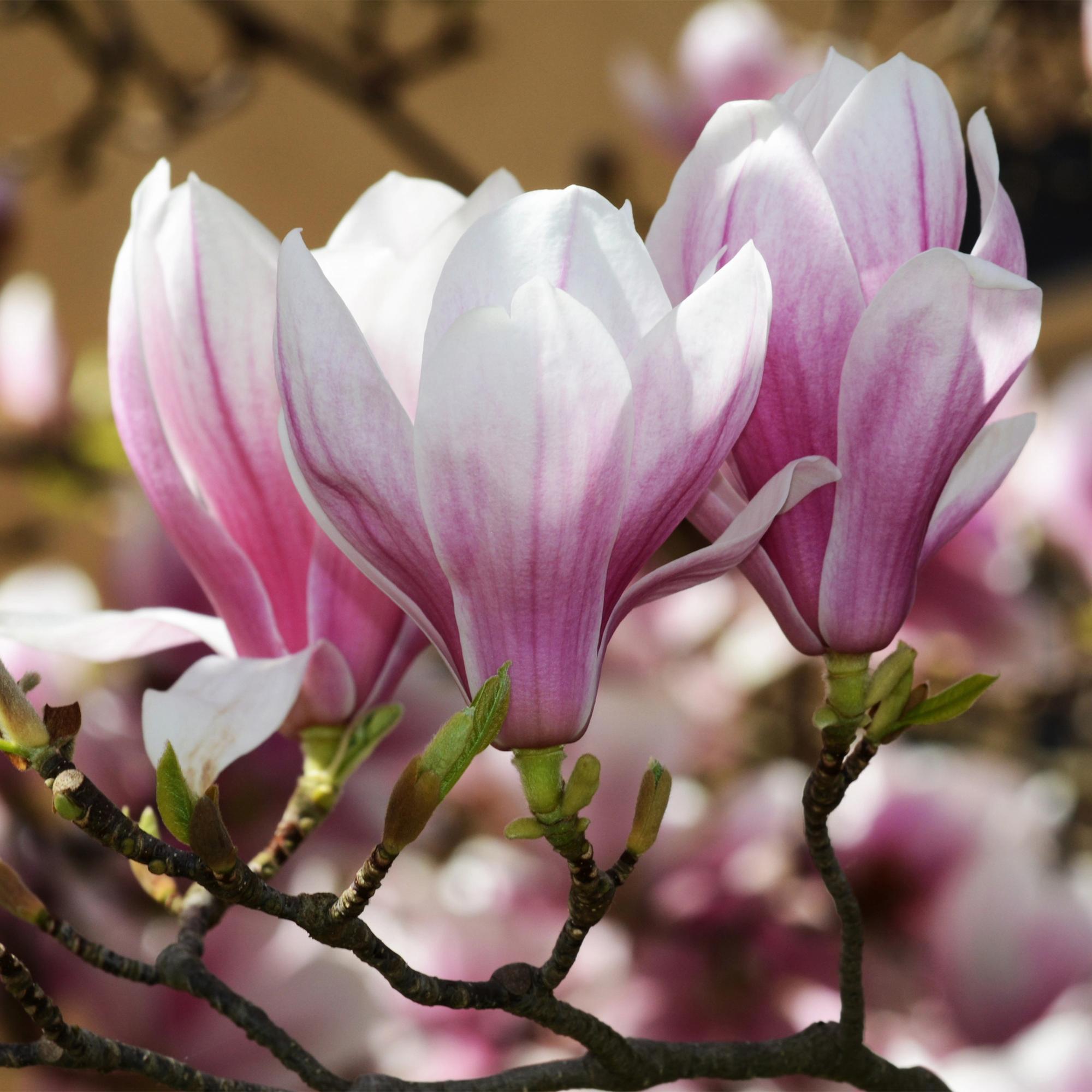 Magnolia soulangeana - Bloem Roze - 1 Plant - Bladverliezend - Weinig Onderhoud - Pot 12cm Hoogte 30cm