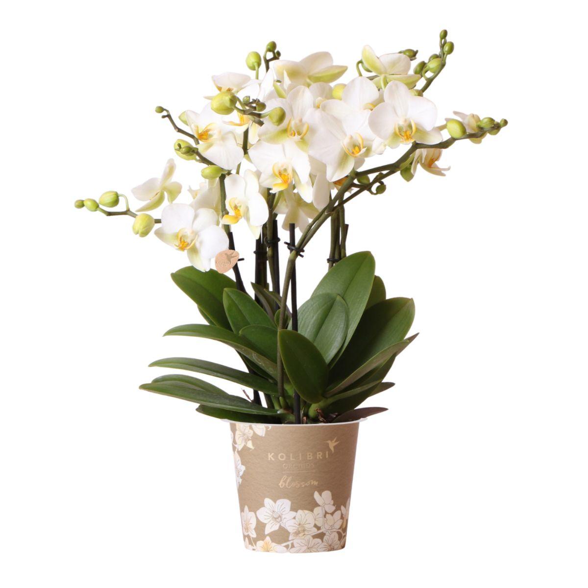 Orchidées Kolibri | Orchidée Phalaenopsis blanche - Lausanne - Pot de 12 cm de diamètre | Plante d'intérieur fleurie - Directement du producteur