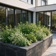 Borderpakket - Theekruiden - Diversen - Soorten en kleuren - 12 Planten - Pot 11cm - Hoogte 15-25cm